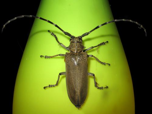 Apriona germarii